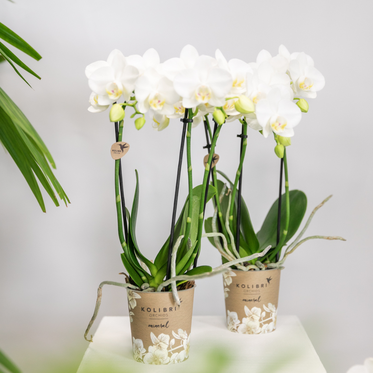 Kolibri Orchids | COMBI DEAL von 2 weißen Phalaenopsis Orchideen - Amabilis - Topfgröße Ø9cm | blühende Zimmerpflanze - frisch vom Züchter