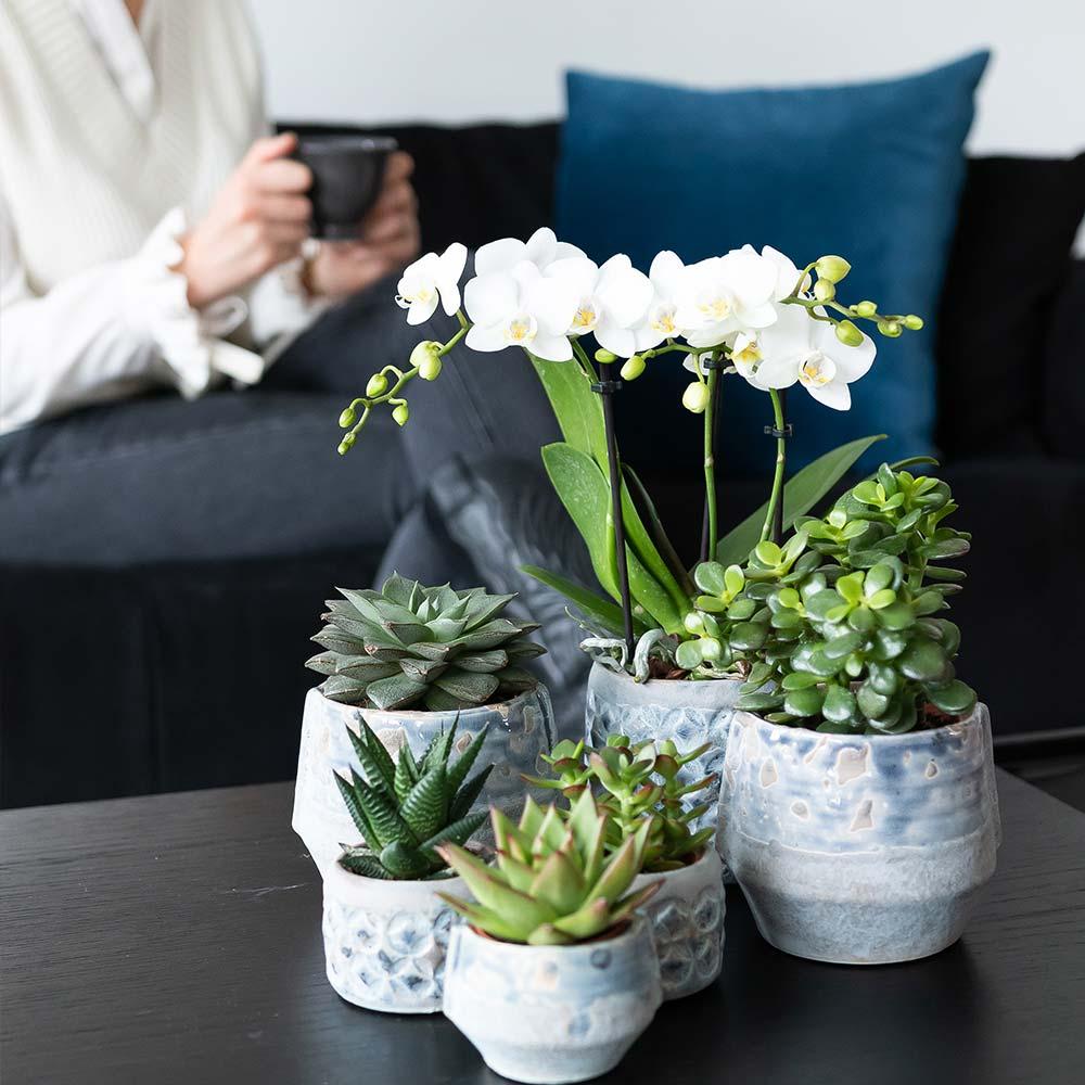 Kolibri Greens | Set mit 4 Sukkulenten - Grünpflanzen - Topfgröße Ø9cm