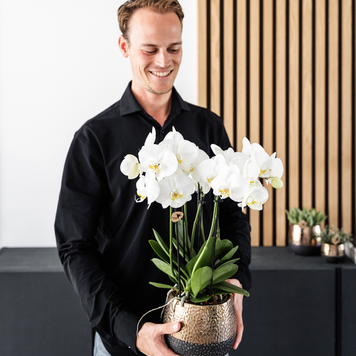 Kolibri Orchids | KOMBI ANGEBOT von 4 weißen Orchideen - Ghent - Topfgröße Ø12cm | blühende Zimmerpflanze - frisch vom Züchter