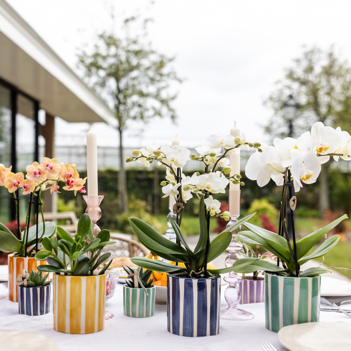 Kolibri Orchids | Weiße Phalaenopsis Orchidee Lausanne + Painted Stripe Ziertopf Türkis - Topfgröße Ø9cm | Blühende Zimmerpflanze - Frisch vom Züchter