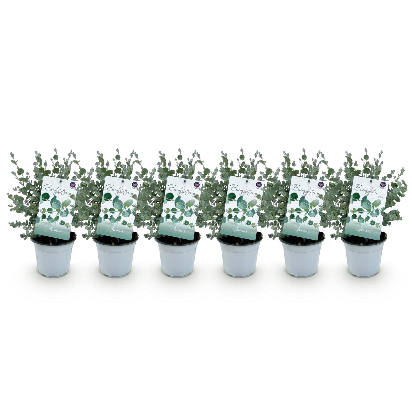 GreenboutiQ - Terrassenpflanze - Eukalyptusbaum - Eucalyptus gunnii - Grau - 6 Pflanzen - Winterhart - Topf 14cm Höhe 30cm