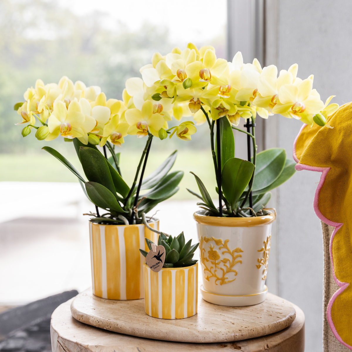 Kolibri Orchids | Gelbe Orchidee Albenga + Malaga Ziertopf Gelb - Topfgröße Ø9cm | Blühende Zimmerpflanze - Frisch vom Züchter