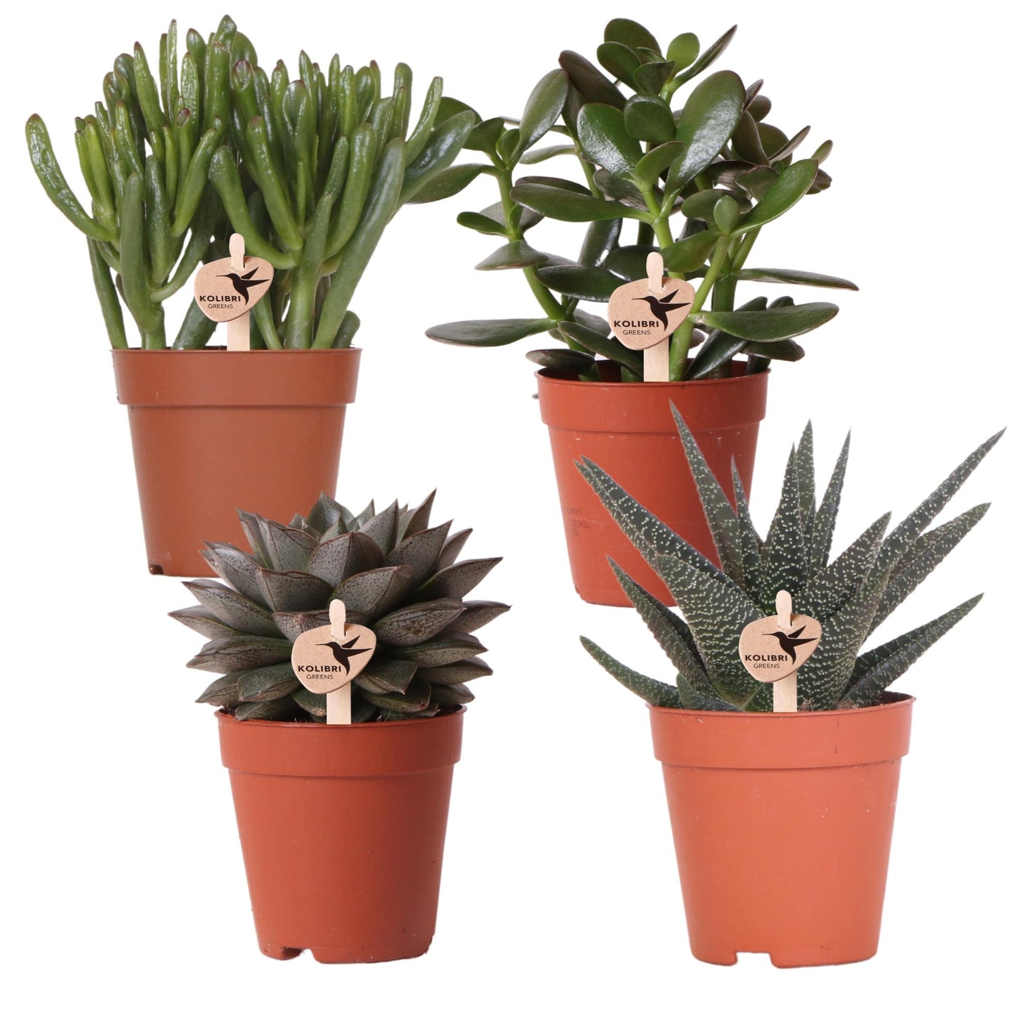 Kolibri Greens | Set mit 4 Sukkulenten - Grünpflanzen - Topfgröße Ø9cm