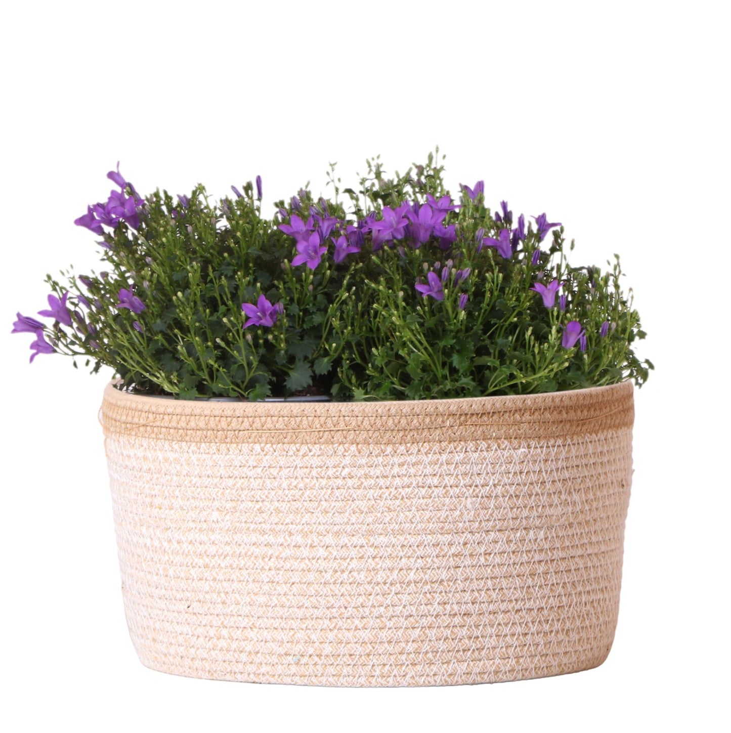 Campanula Addenda Ambella Intense purple - Baumwollschale mit Campanula mit Bewässerungssystem - 3 Stück - Glockenblume lila - Topfgröße 12cm - indoor & outdoor