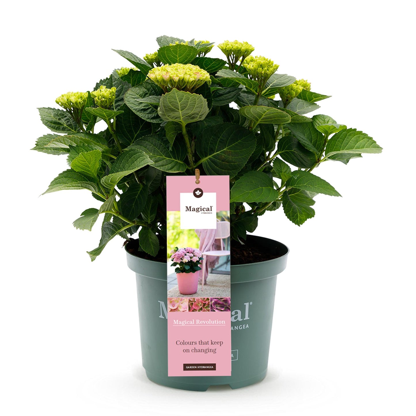 Green boutiQ - Balkonpflanze - Hortensie - Hydrangea Magical Revolution Pink - Pink - 6-10 Blumen - Topf 23cm Höhe 55cm