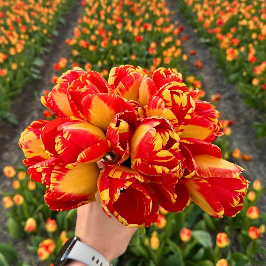 Flowerbulbs Amsterdam - Super Tulip Mix - Nachhaltige Vorteilspackung, 100 Blumenzwiebeln f�r 2,5 m� Blumenpracht - Gr��e 12+