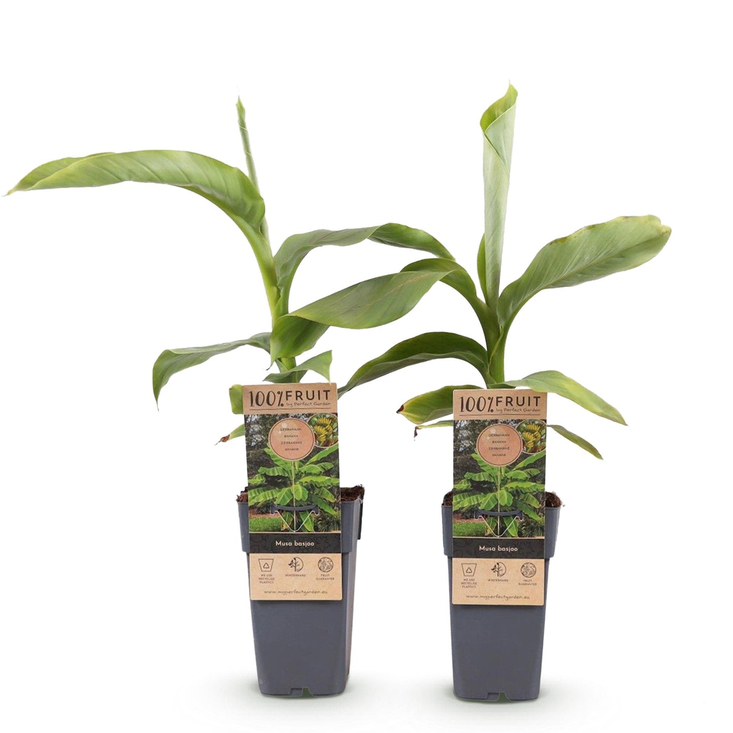 GreenboutiQ - Obstpflanze - Japanische Faserbanane - Musa Basjoo - Winterhart - 2 Pflanzen - Topf 15cm Höhe 50cm