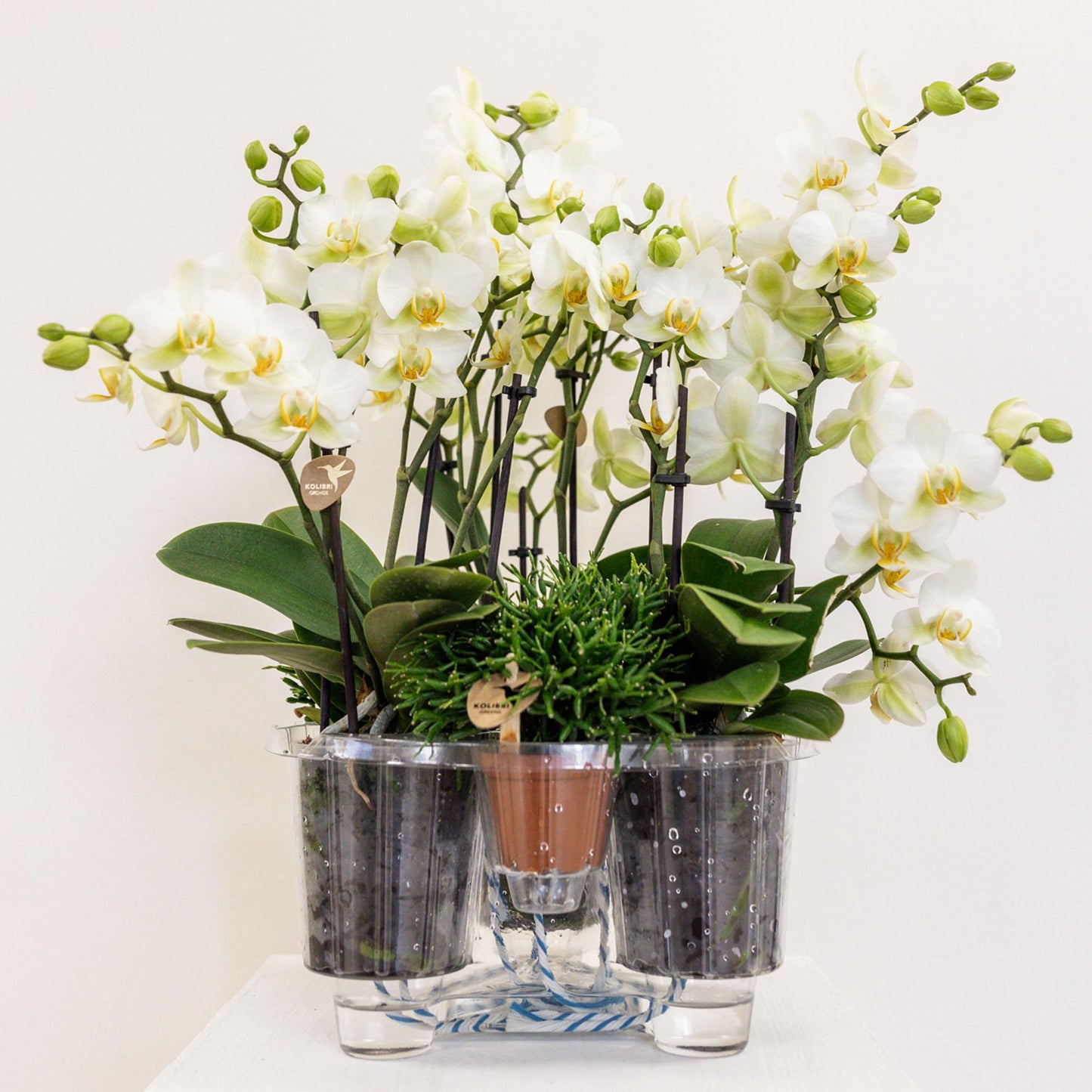 Kolibri Orchids | weißes Pflanzenset im Baumwollkorb inkl. Wassertank | drei weiße Orchideen Lausanne 9cm und drei Grünpflanzen | Dschungelstrauß weiß mit autarkem Wassertank