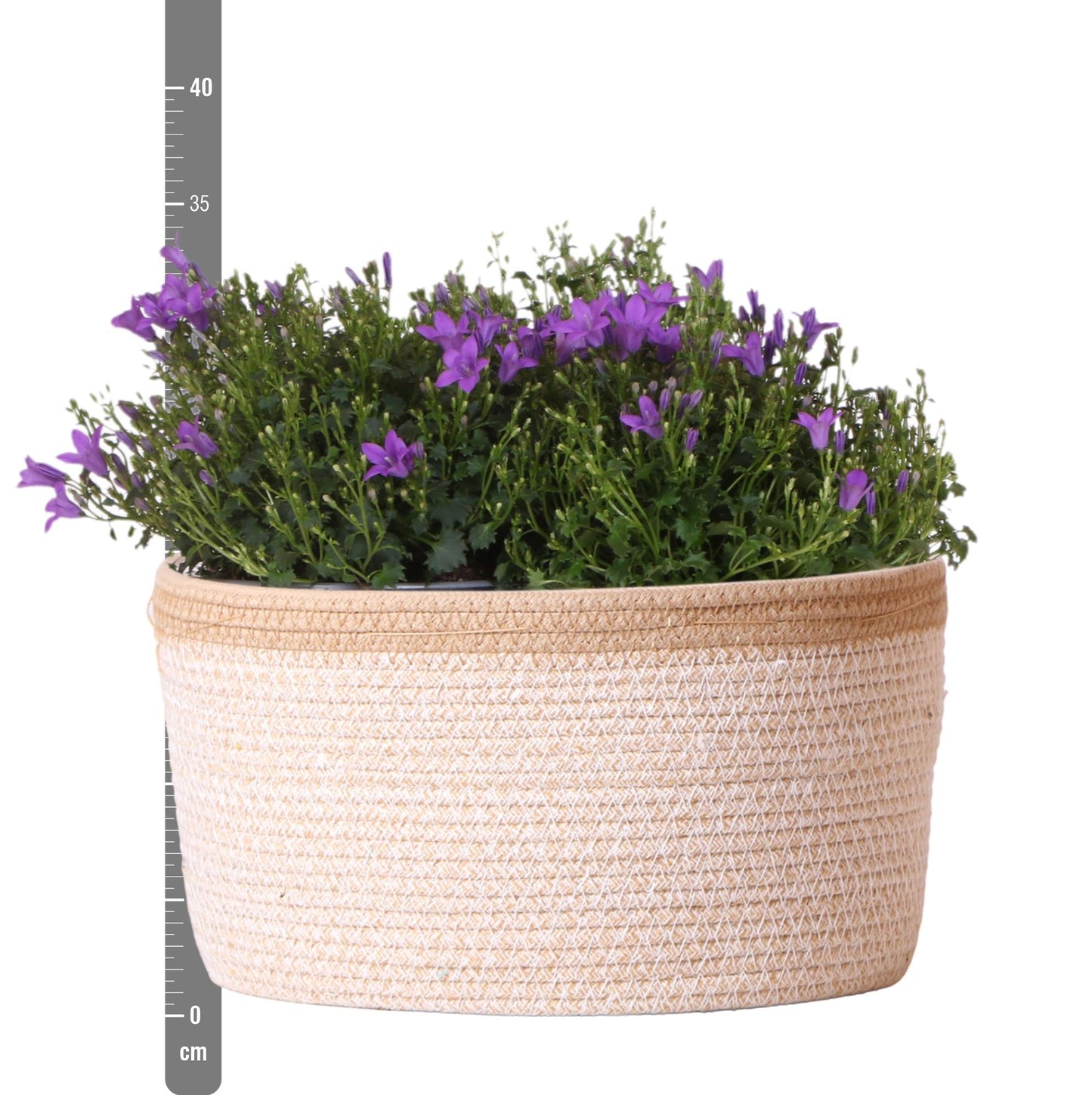 Campanula Addenda Ambella Intense purple - Baumwollschale mit Campanula mit Bewässerungssystem - 3 Stück - Glockenblume lila - Topfgröße 12cm - indoor & outdoor