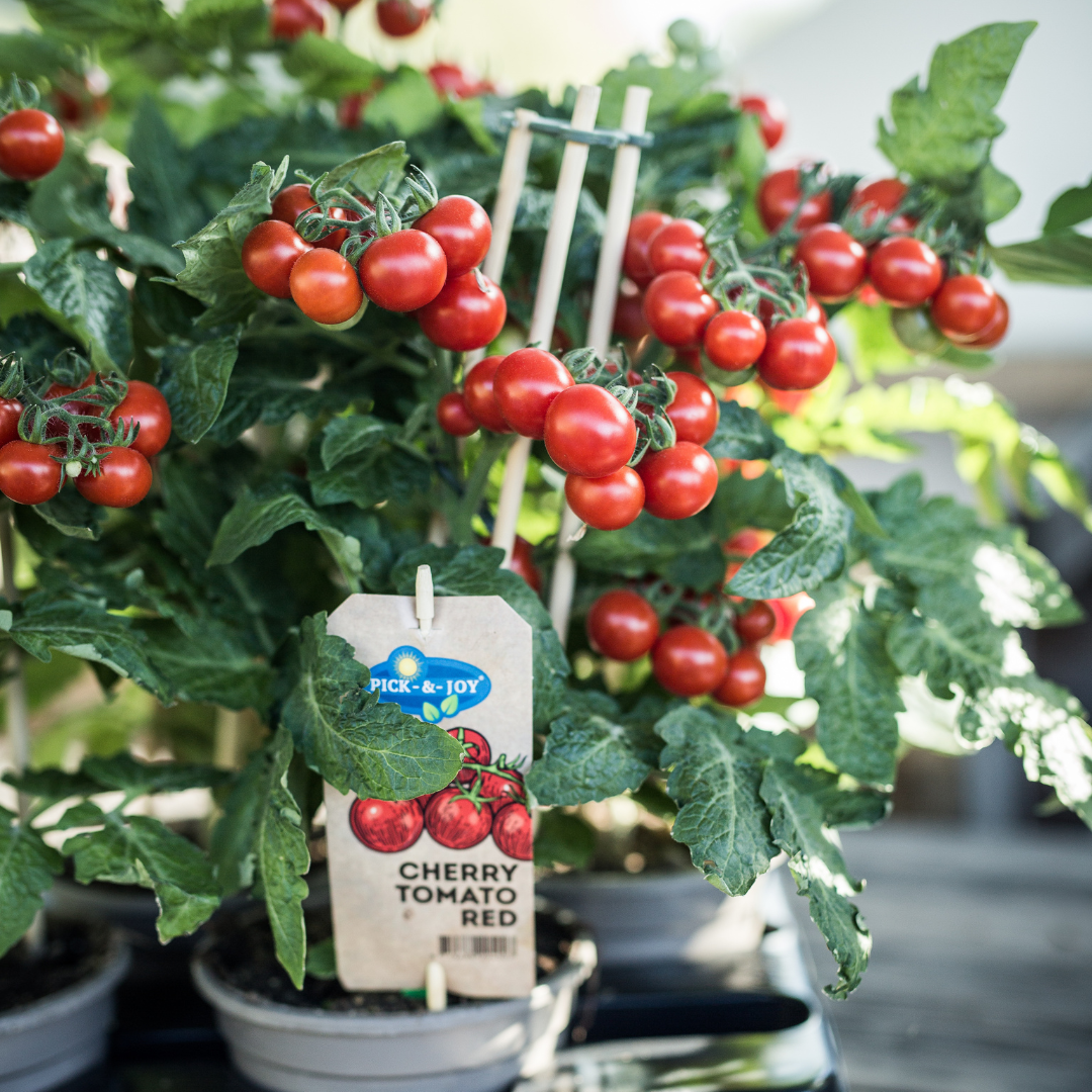 Gemüse pflücken Kirschtomate - Ø 14 cm - ↨ 45 cm
