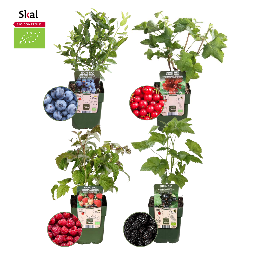 "Fruchtparadis" BIO Obstpflanzen set im mix von 4 verschiedene Sorten