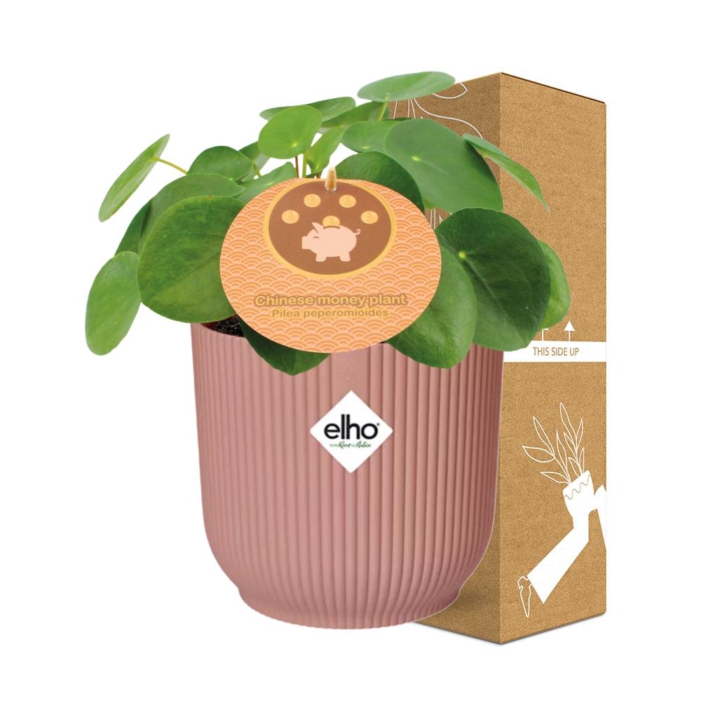 Easter -Pilea Peperomioides 12cm in ELHO Vibes Fold 14cm roze
