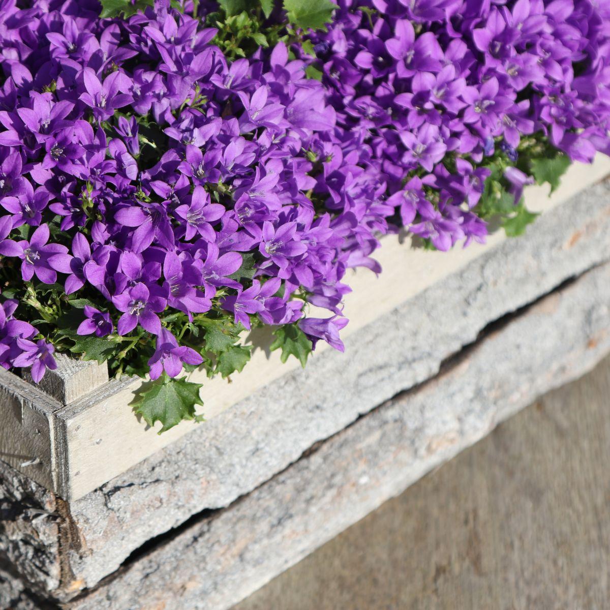 Campanula Addenda - Glockenblume lila Topfgröße 12cm - 1m2 Bodendecker - 6 Pflanzen - Ambella lila - Gartenpflanzen - winterhart