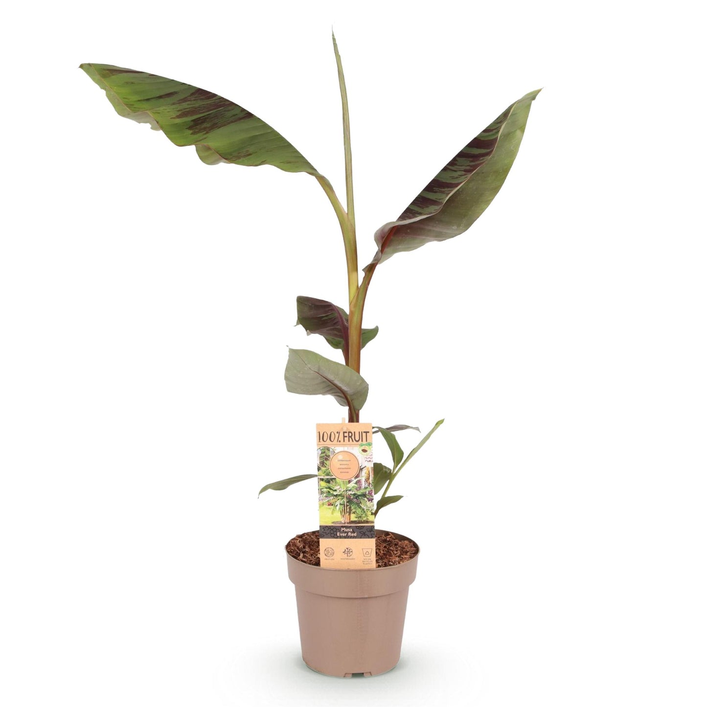 GreenboutiQ - Obstpflanze - Japanische Faserbanane - Musa Ever Red - Winterhart - Topf 21cm Höhe 90cm