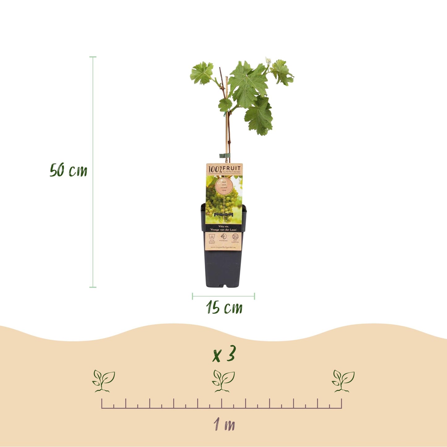 GreenboutiQ - Obstpflanze - Weiße Traube - Vitis vinifera Frühzeit von der Laan - 2 Pflanzen - Topf 15cm Höhe 50cm