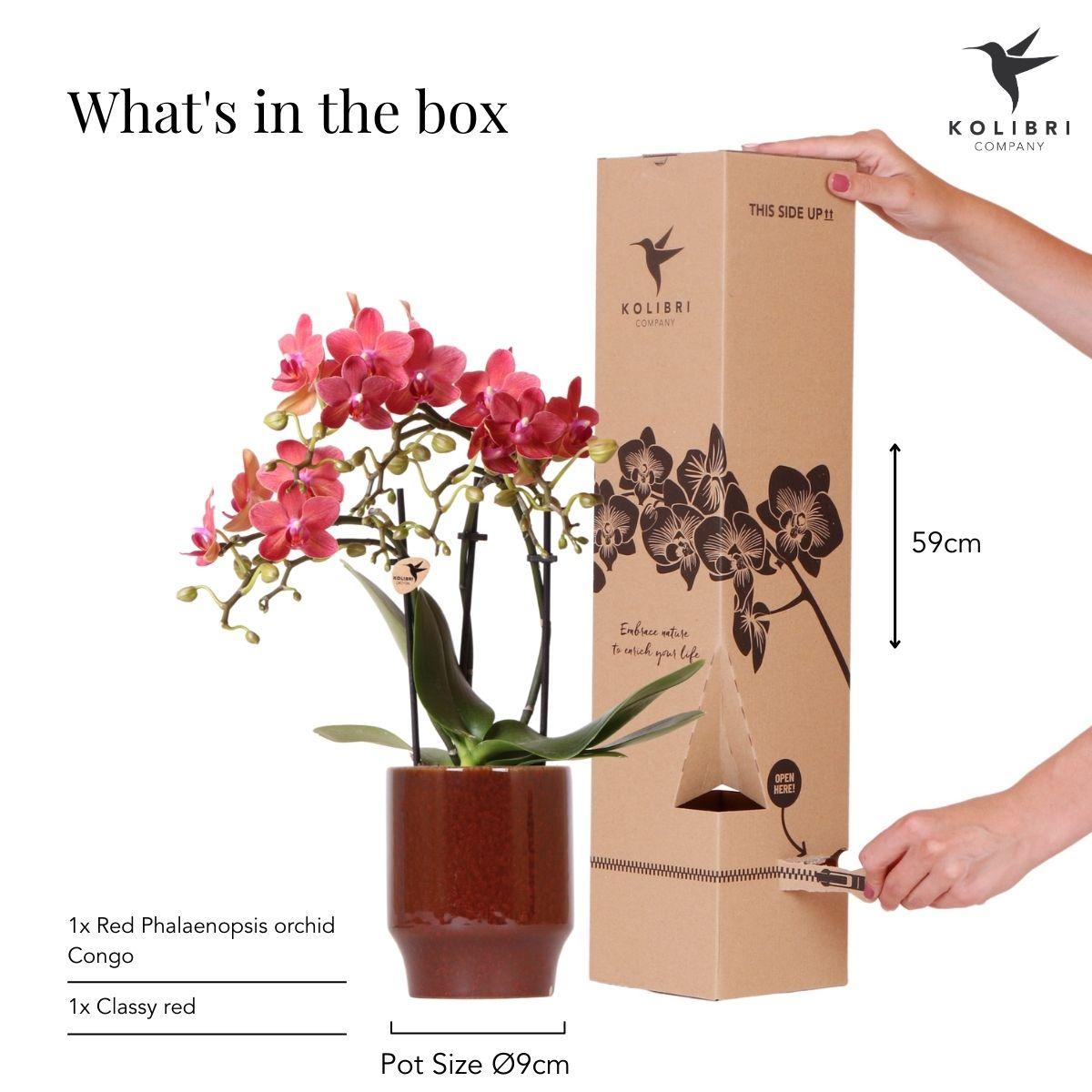 Kolibri Orchids | rote Phalaenopsis-Orchidee - Congo + Classy red- Topfgröße Ø9cm | blühende Zimmerpflanze - frisch vom Züchter