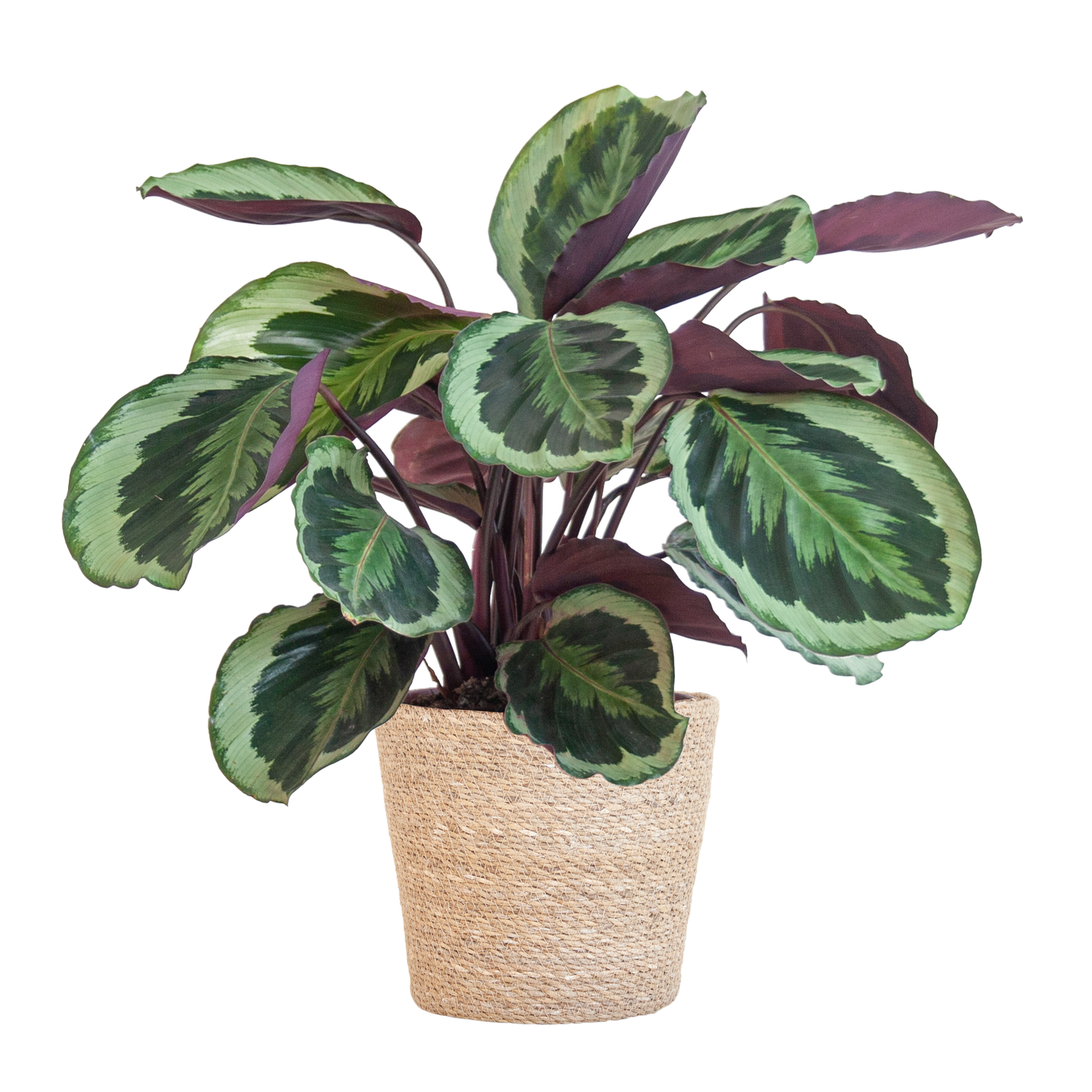 Calathea Medaillon mit Sofia-Korb natur - 65cm - Ø21