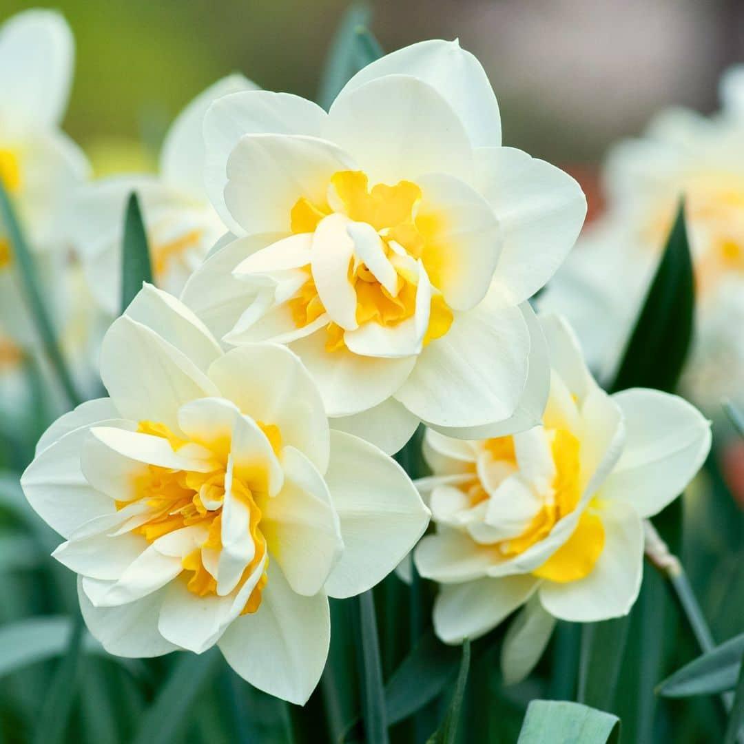 Flowerbulbs Amsterdam - Salou - 10 Blumenzwiebeln - Gr��e 12/14
