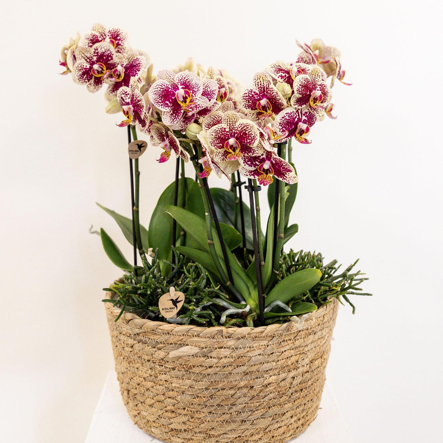 Kolibri Home - Einlage mit Wasserreservoir für Orchideenschale - Bewässerungssystem für Orchideen - 3x9 - Jungle Bouque + 3x Watergeeflonten