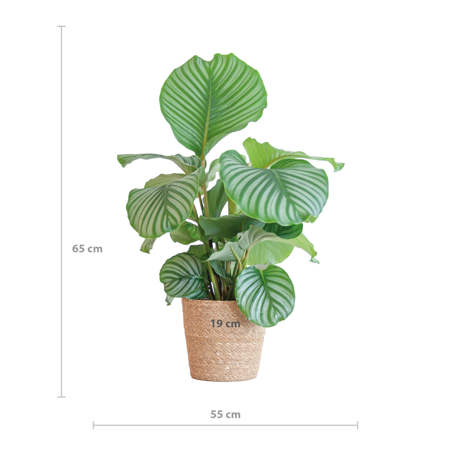 Calathea Orbifolia mit Sofia-Korb natur - 65cm - Ø21