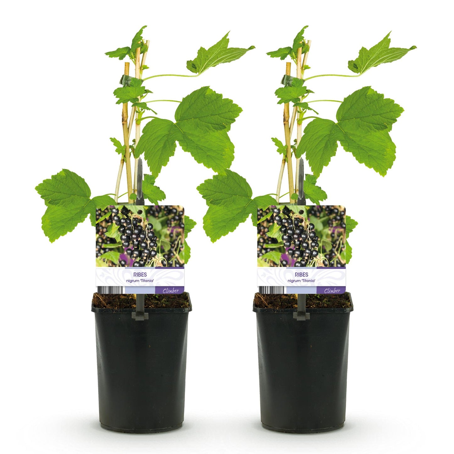 GreenboutiQ - Obstpflanze - Schwarze Johannisbeere - Ribes nigrum Titania - Schwarze Johannisbeere - 2 Pflanzen - Topf 11cm Höhe 40cm