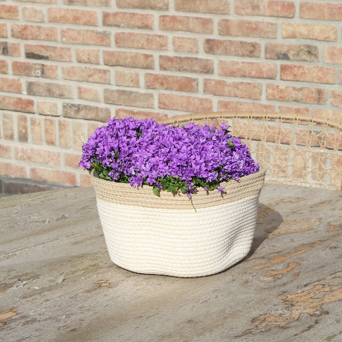 Campanula Addenda Ambella Intense purple - Baumwollschale mit Campanula mit Bewässerungssystem - 3 Stück - Glockenblume lila - Topfgröße 12cm - indoor & outdoor