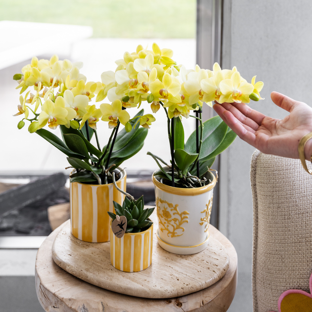 Kolibri Orchids | Gelbe Orchidee Albenga + Malaga Ziertopf Gelb - Topfgröße Ø9cm | Blühende Zimmerpflanze - Frisch vom Züchter
