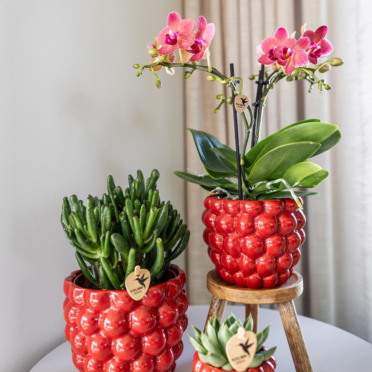 Kolibri Orchids | COMBI DEAL von 4 roten Phalaenopsis Orchideen - Kongo - Topfgröße Ø9cm blühende Zimmerpflanze - frisch vom Züchter