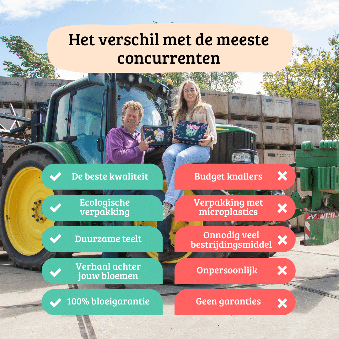 Flowerbulbs Amsterdam - Mix Romantische Schönheiten, Dahlien Playa Blanca & Dahlien Heatwave, 2 Stück