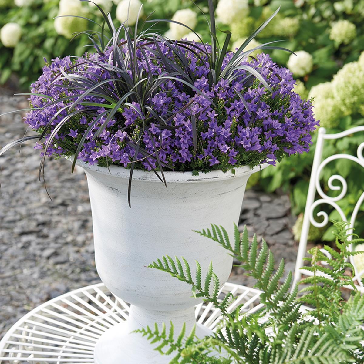 Campanula Addenda - Glockenblume lila Topfgröße 12cm - mehrjährig - winterhart - Purple