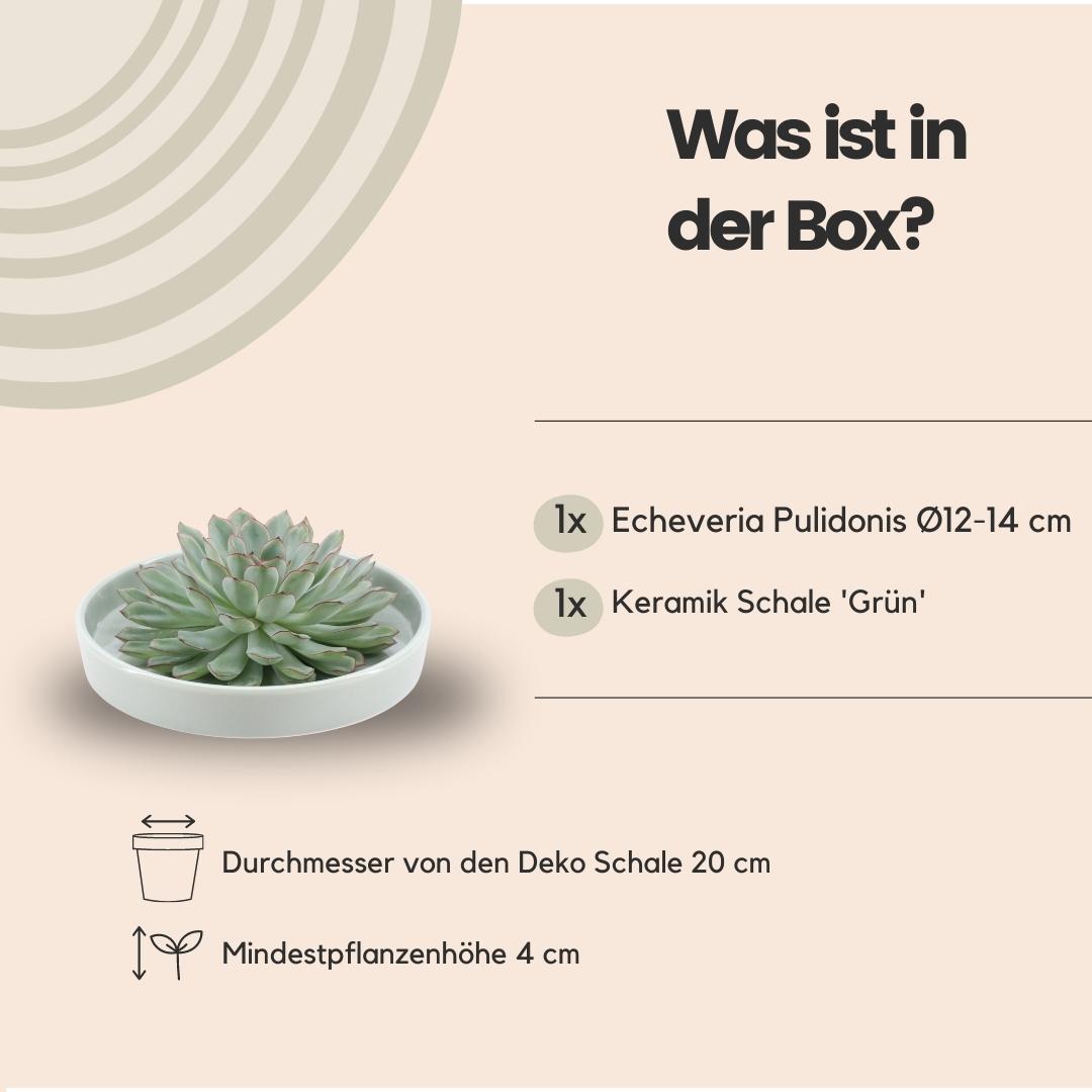 ROOTLESS Succulent Echeveria Pulidonis in Schale 'grün' Ø20 cm - ↕5 cm