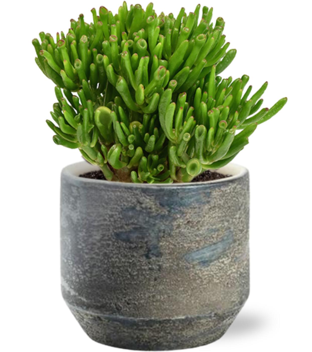 Crassula Hobbit - Ø15cm - ↕21cm + Lars Pot D16x14cm - Grau