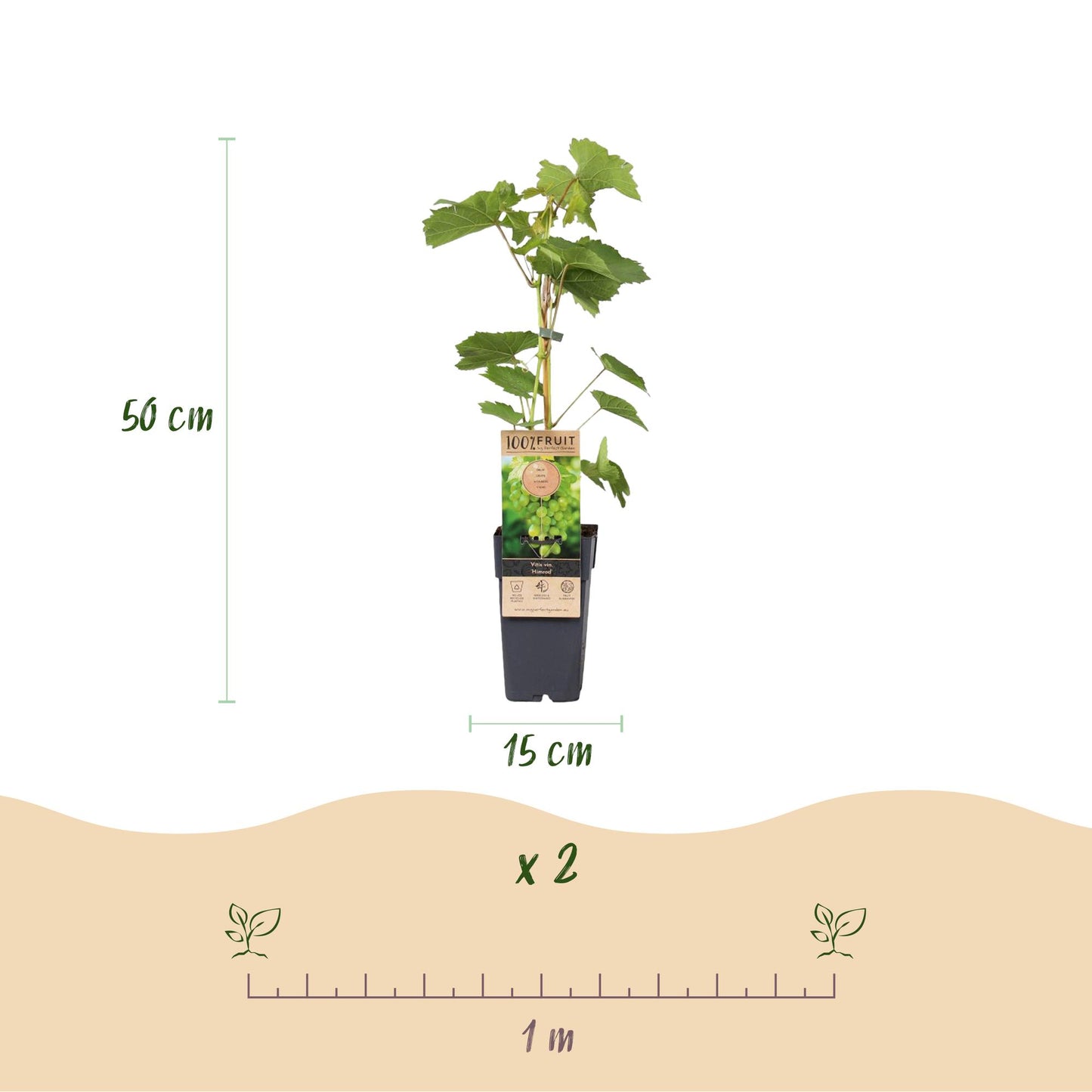GreenboutiQ - Obstpflanze - Lila & Weiße Traube - Vitis vinifera Vanessa & Himrod - Kernlos - 2 Pflanzen - Topf 15cm Höhe 50cm