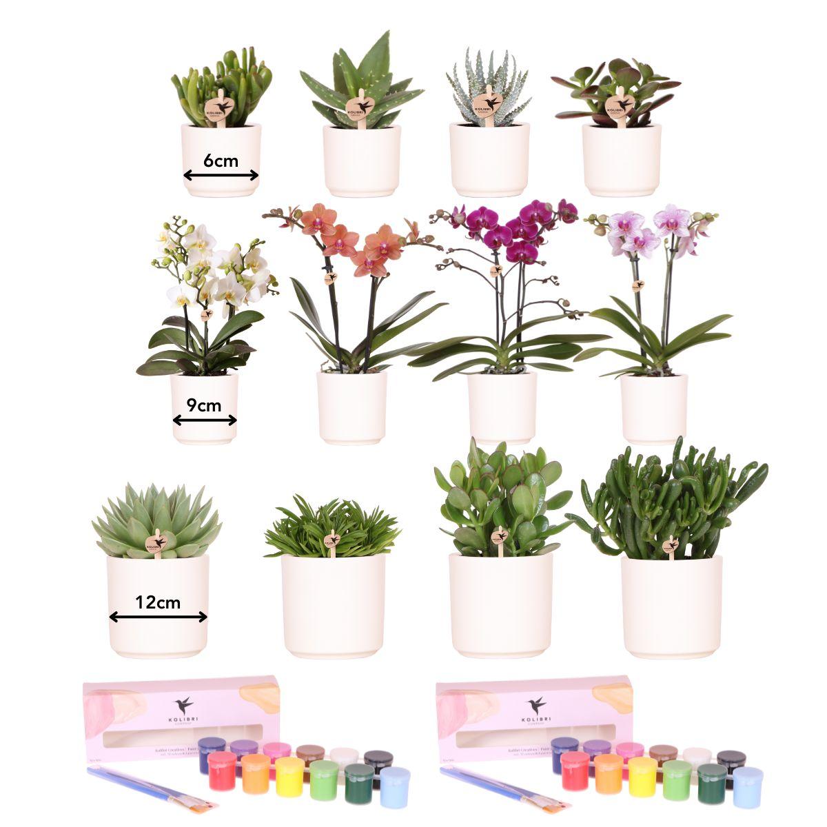 Kolibri Creatives | Malset zum Bemalen von 12 Blumentöpfen + Orchideen und Sukkulenten | Für mindestens 4 Personen | Echte Künstler