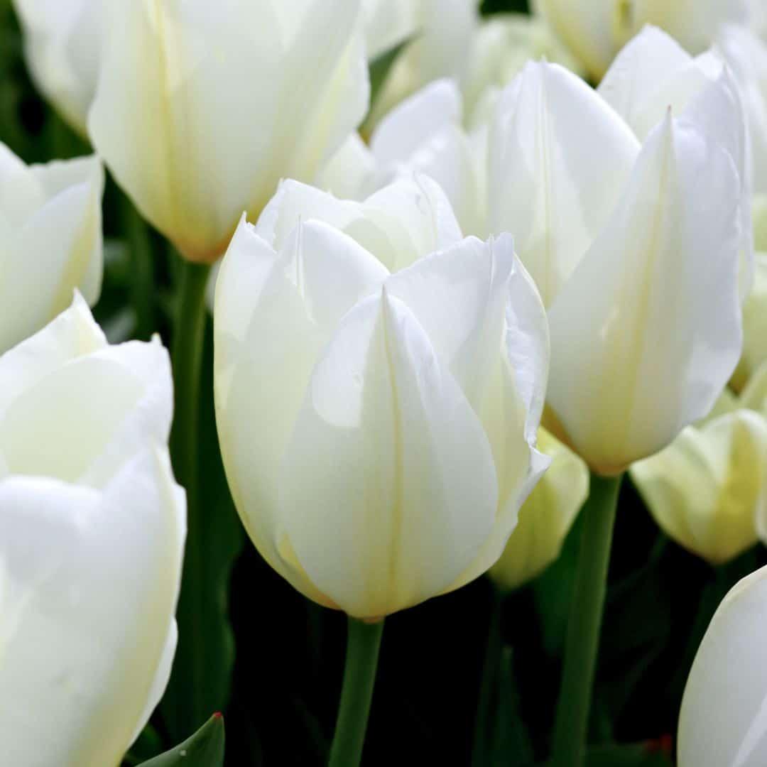 Flowerbulbs Amsterdam - Purissima - 15 Blumenzwiebeln - Gr��e 12+