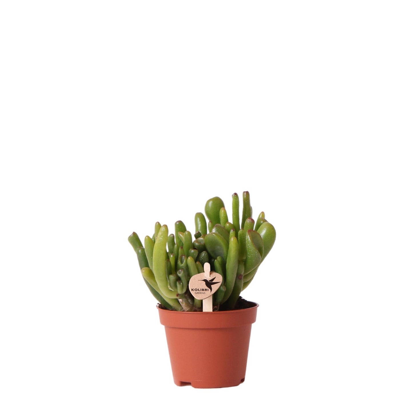 Kolibri Greens | Groene Pflanze - Sukkulente Crassula Hobbit - Blumenerde Ø6cm - grüne Zimmerpflanze - frisch aus der Gärtnerei