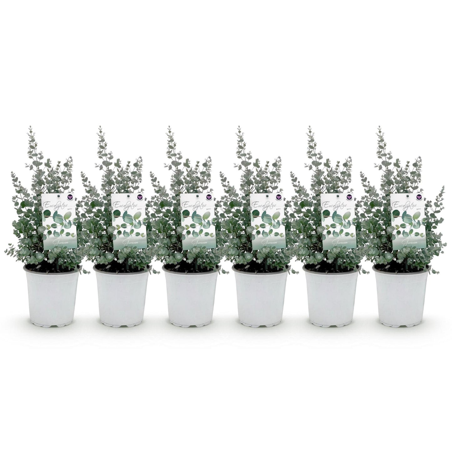 GreenboutiQ - Terrassenpflanze - Eukalyptusbaum - Eukalyptus gunnii - Grau - 6 Pflanzen - Winterhart - Topf 17cm Höhe 40cm