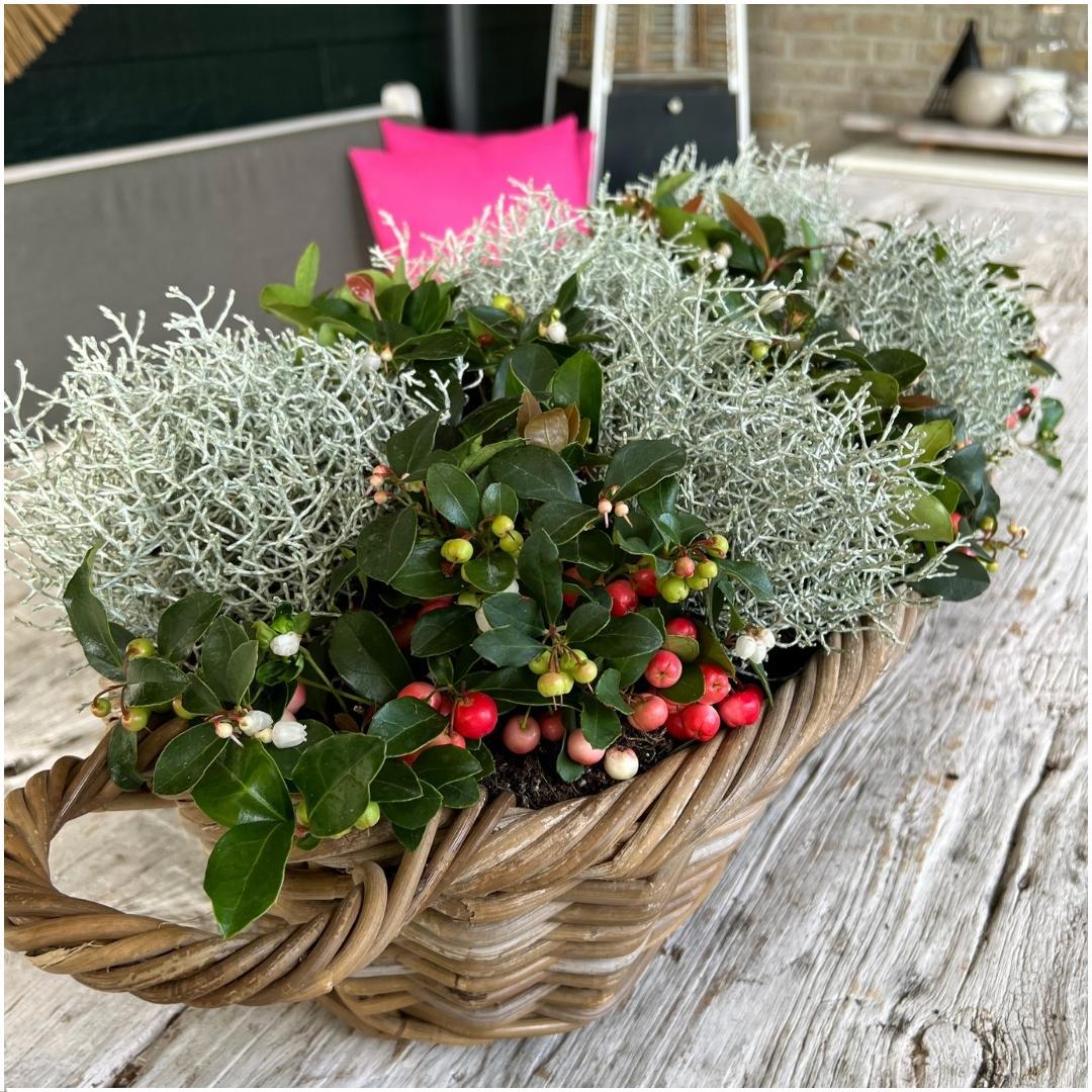 Winterwunderland mix set - 3 x Gaultheria + 3x Calocephalus - Ø 10 cm ↨ 15 cm