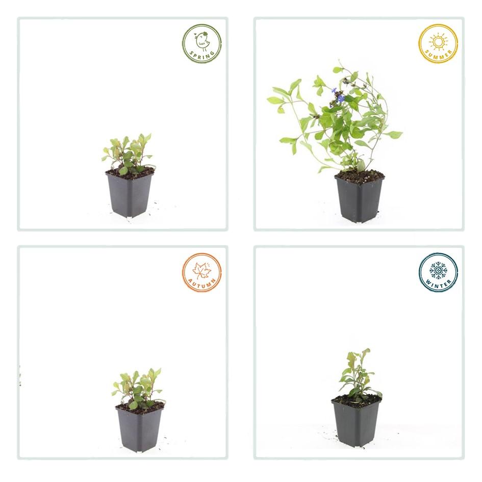 6x Ceratostigma plumbaginoides - ↕10-25cm - Ø9cm