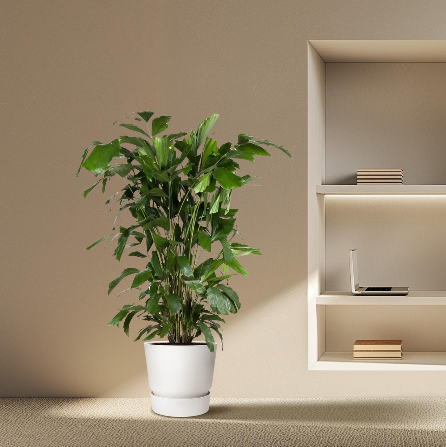 Caryota Mitis - 140 cm - ø27