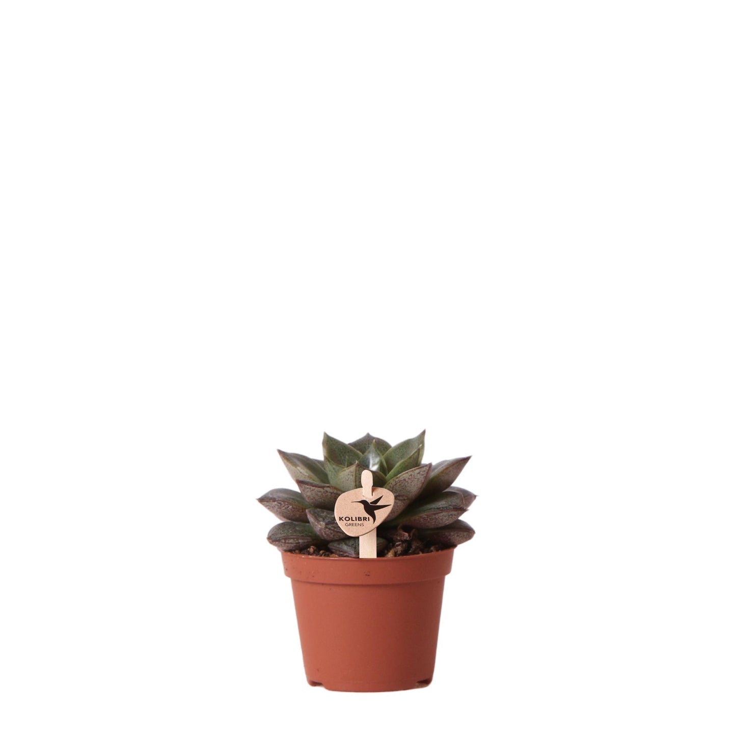 Kolibri Greens | Grünpflanze - Sukkulente Echeveria Purpusorum - Topfgröße Ø6cm - grüne Zimmerpflanze - frisch aus der Gärtnerei