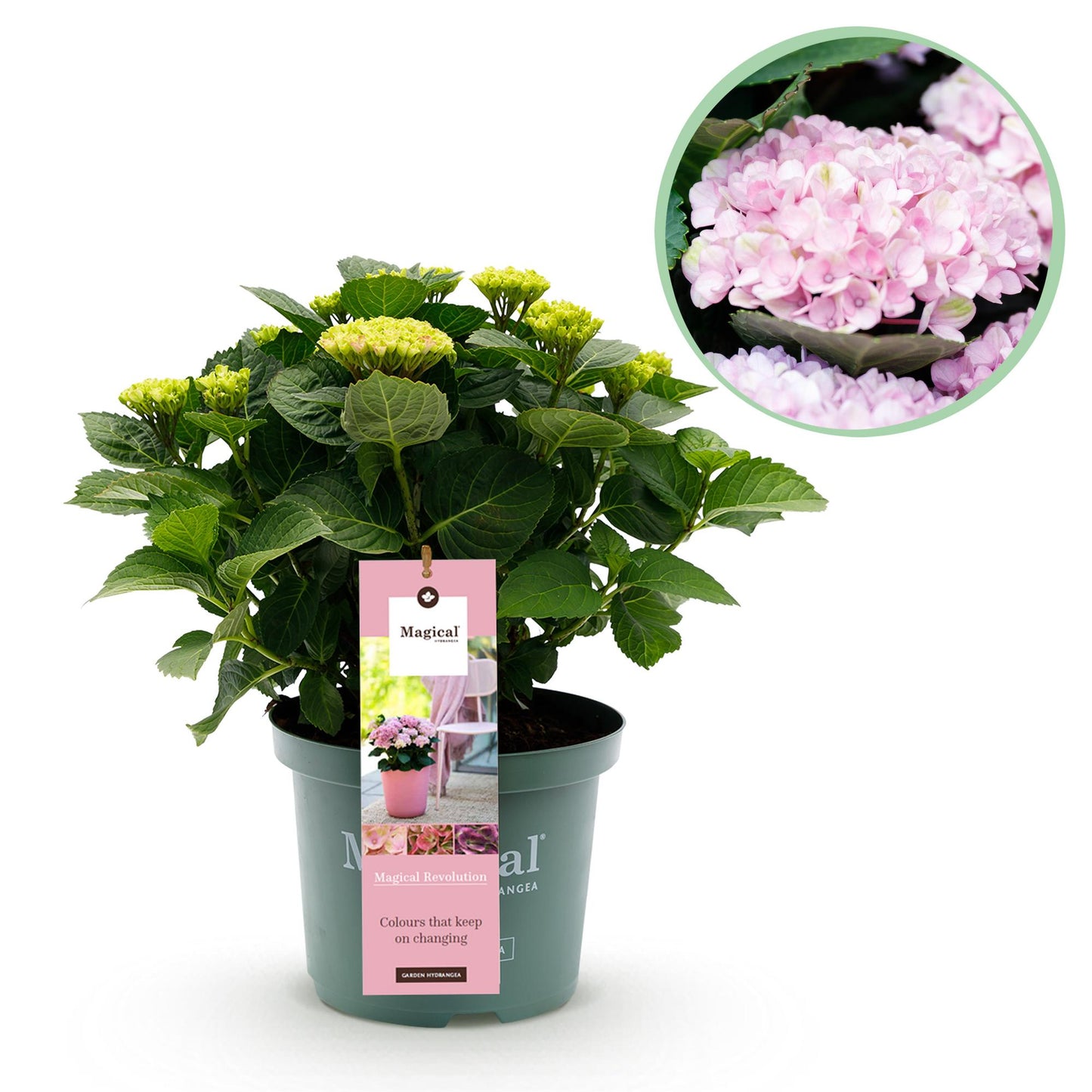 Green boutiQ - Balkonpflanze - Hortensie - Hydrangea Magical Revolution Pink - Pink - 6-10 Blumen - Topf 23cm Höhe 55cm
