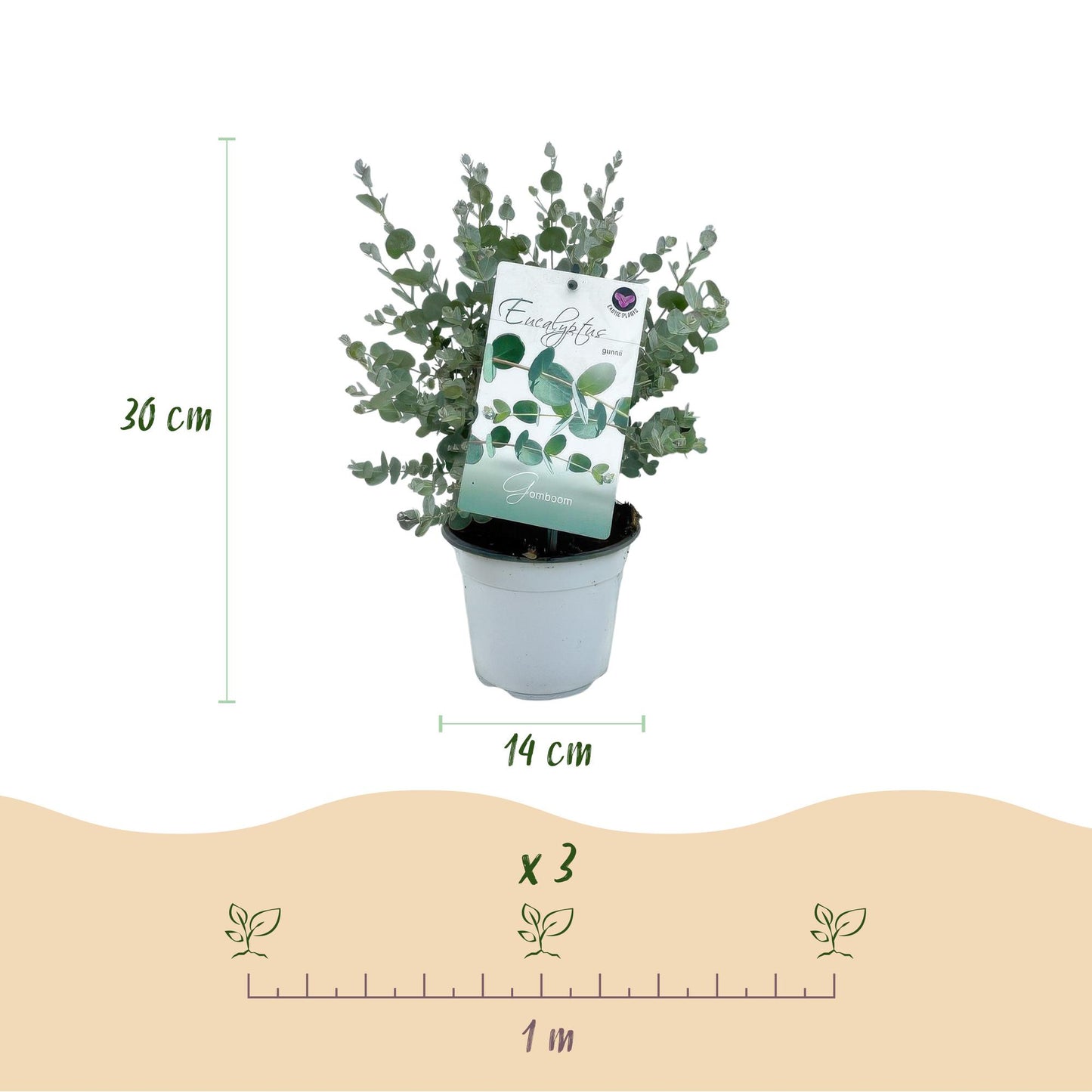 GreenboutiQ - Terrassenpflanze - Eukalyptusbaum - Eukalyptus gunnii - Grau - 4 Pflanzen - Winterhart - Topf 14cm Höhe 30cm