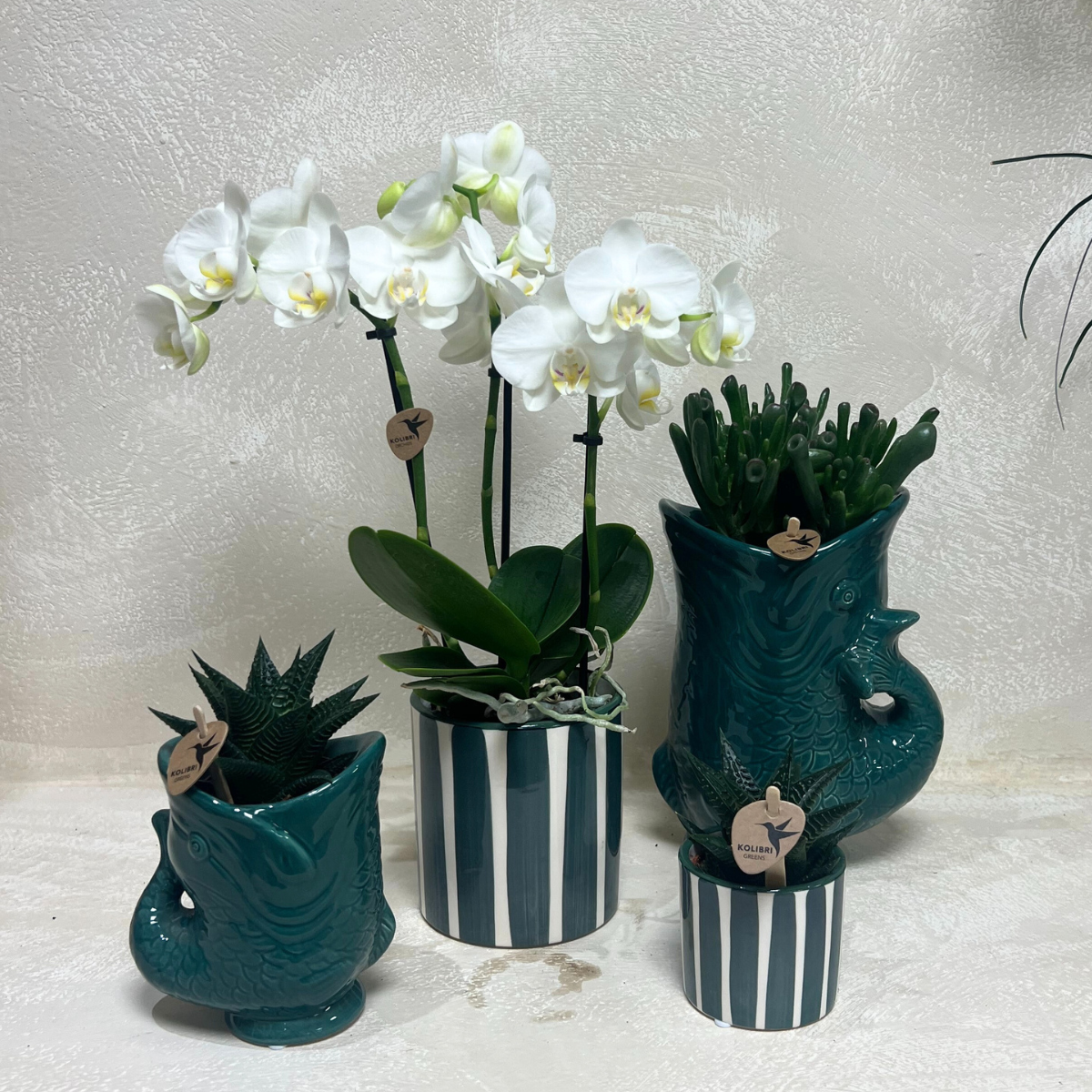 Kolibri Orchids | Set mit weißer Orchidee Amabilis und Sukkulenten in keramischen Ziertöpfen – Topfgröße Ø9 cm & Ø6 cm | Blühende Zimmerpflanze – Frisch vom Züchter