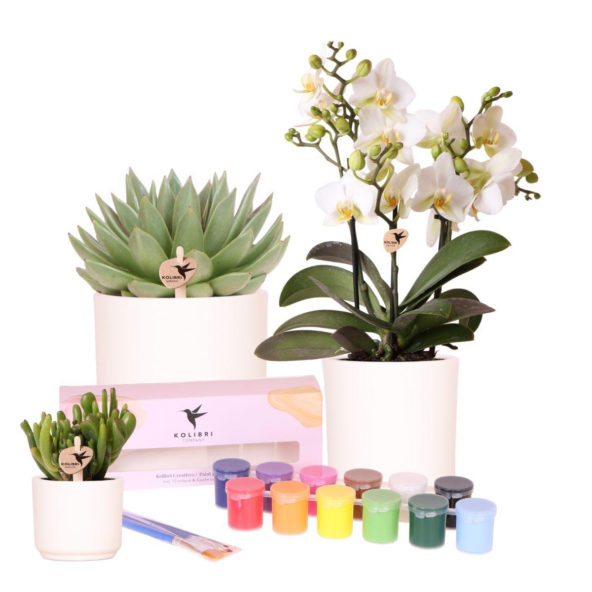Kolibri Creatives | Malset zum Bemalen von 12 Blumentöpfen + Orchideen und Sukkulenten | Für mindestens 4 Personen | Echte Künstler