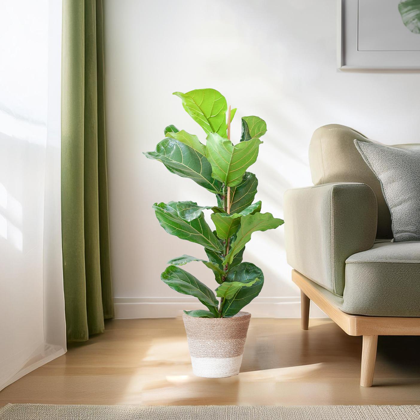 Ficus Lyrata mit Korb Lissabon weiß - 80cm - Ø21