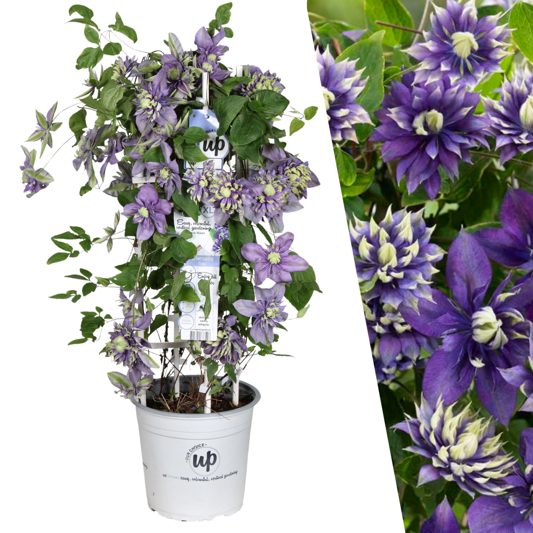 Waldrebe – Clematis 'Taiga' (Taiga XXL) – Ø 23 cm – ↨ 75 cm Toelichting: