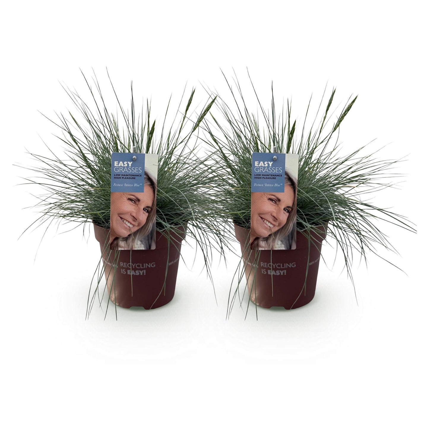 GreenboutiQ - Ziergräser - Festuca glauca Intense Blue - Blau - 2 Pflanzen - Immergrün - Wenig Pflege - Topf 17cm Höhe 50cm