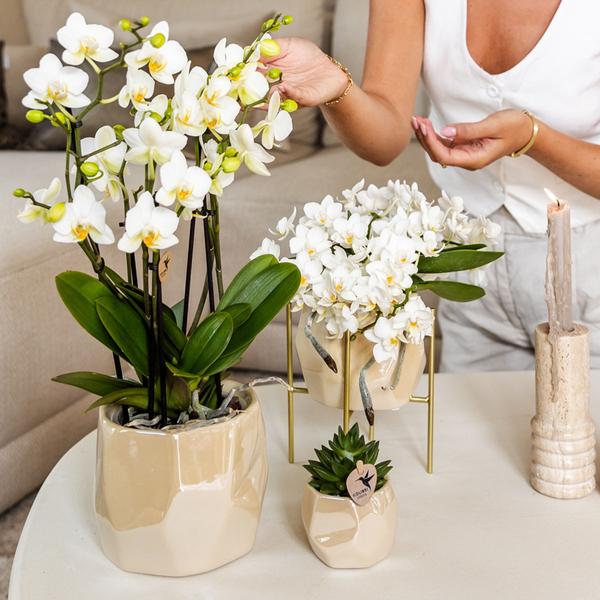 Kolibri Home | Kombi-Angebot - Pearl Travertin Töpfe