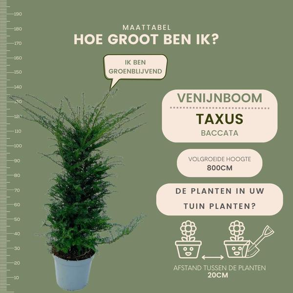 Große Eibe Pflanzen für 10 laufende Meter Hecken | - 12L - 20 x | ↨ 100-125 cm